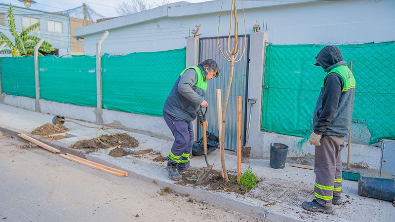 San Fernando sigue plantando nuevos árboles en distintos barrios 4 3