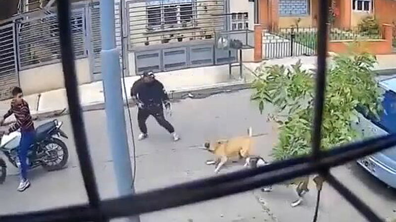 Más eficientes que la Policía: Dos perras salvaron a un hombre de un robo Perras Heroinas Evitaron Un Robo En Suarez