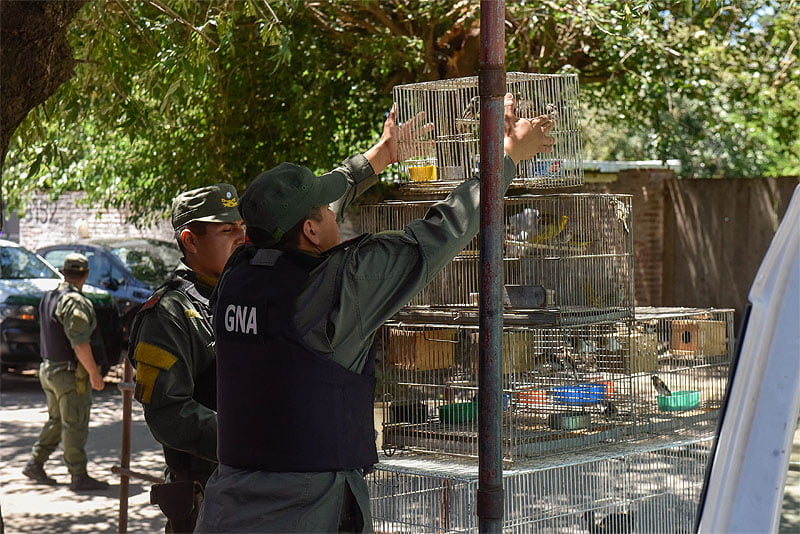 Se realizó un rescate de aves silvestres que estaban a la venta en un local de la ciudad de Tortuguitas Sin Titulo 3 7