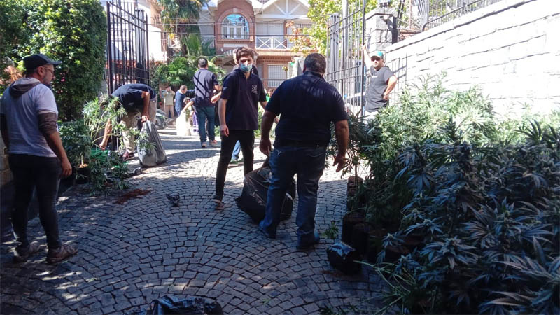 Polémica en San Isidro: El gobierno de Ramón Lanús decomisó plantas a una entidad que produce cannabis medicinal Sin Título 5