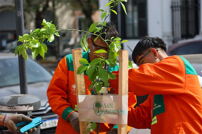 A través del Plan Integral de Arbolado, se sumaron 1500 nuevos árboles y se hicieron 3000 podas en todo San Isidro Sin Titulo 11 6