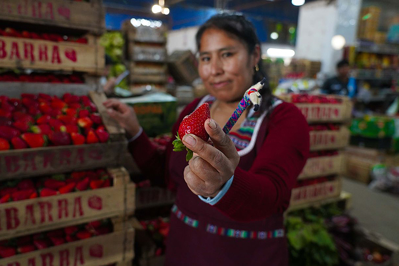 Por primera vez, se celebrará en Escobar la “Fiesta de la frutilla” m6sdy3fg