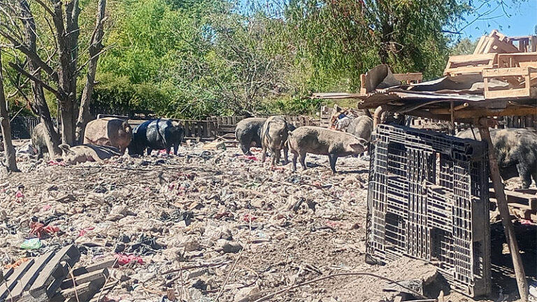 Escobar: Rescataron 25 animales de un basural en el predio de la Ruta 26 sin título 8