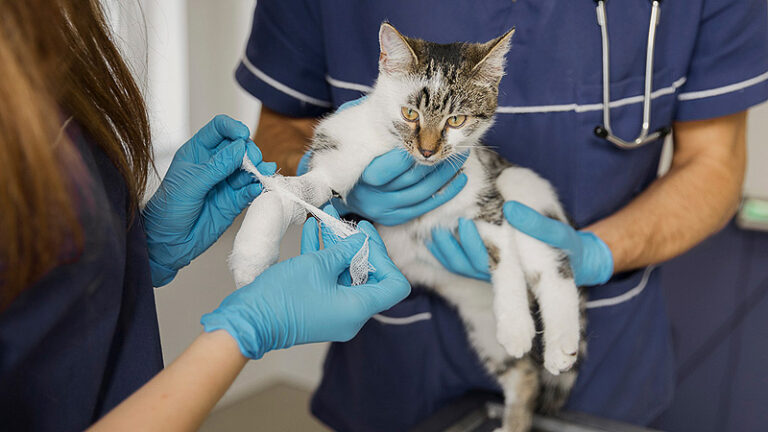 Operativos de castración y vacunación antirrábica de perros y gatos en Moreno operativo zoonosis