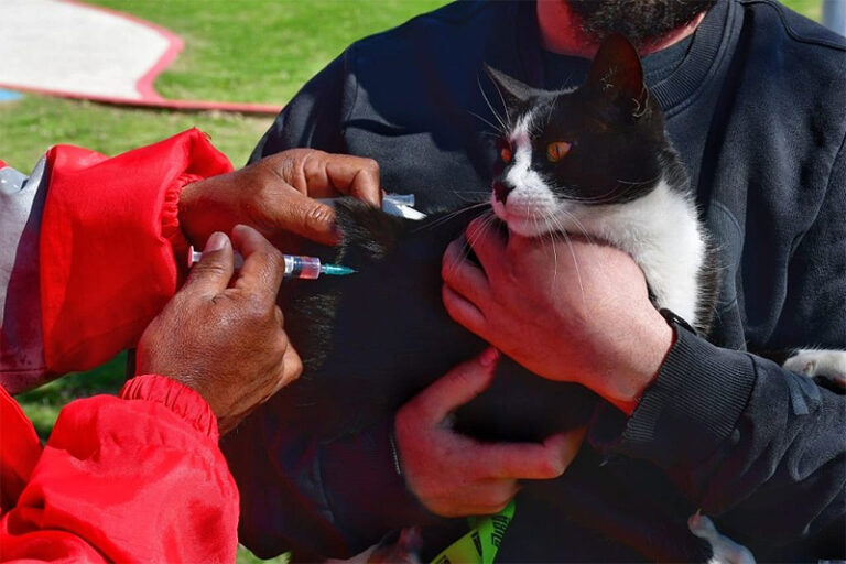 Morón: Jornadas de vacunación antirrábica gratuita por el Día del Animal sin título 15