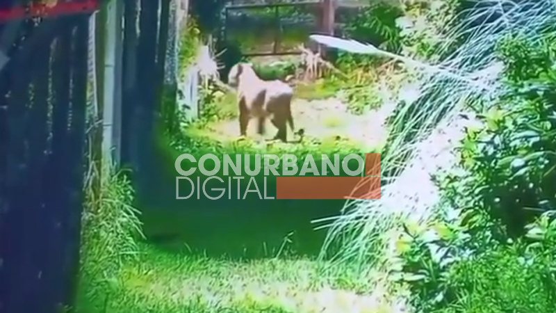 Vecinos en alerta por la aparición de un puma en Escobar: Se activó un protocolo de seguridad sin título 7