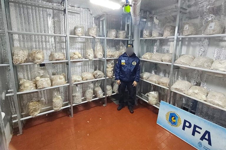 Desarticularon un centro de cultivo de hongos alucinógenos en Escobar gracias a una denuncia anónima recibida por el Municipio hongos en escobar 2