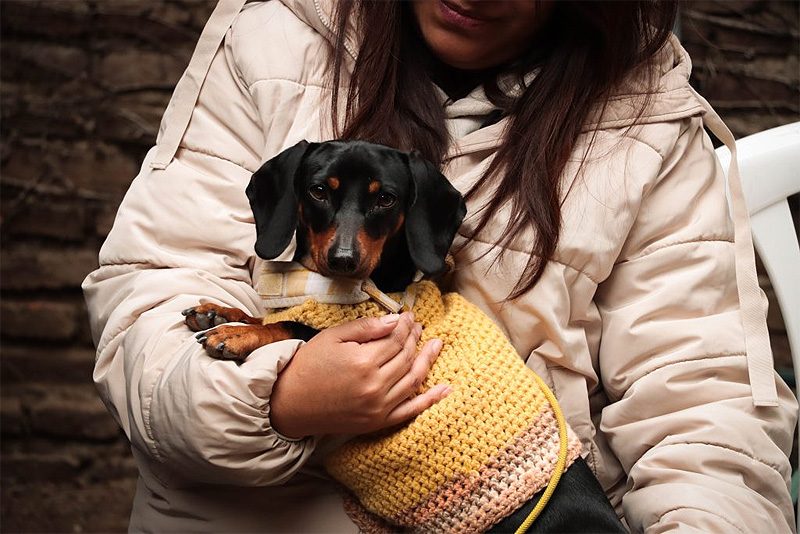 “Ellos también son vecinos”: Morón brinda servicios veterinarios gratuitos para vecinos y vecinas sin título 1