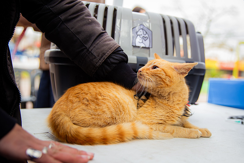 Tres de Febrero continúa con la vacunación antirrábica gratuita para mascotas hospital veterinario móvil septiembre (0)