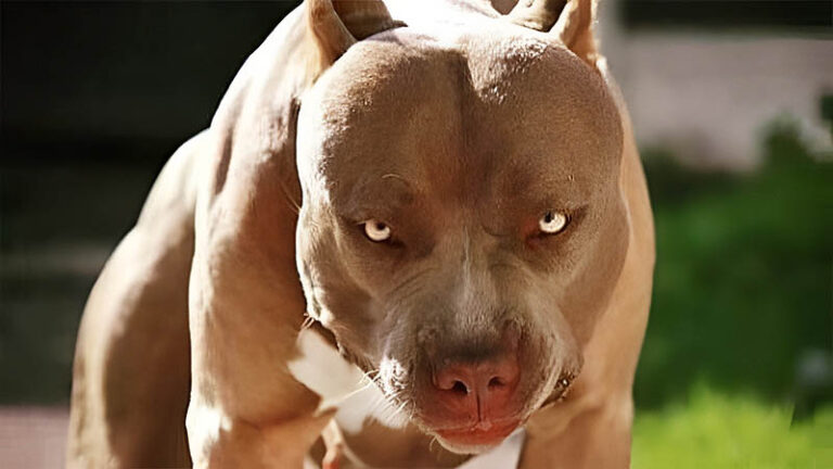 Tragedia en Moreno: Un niño de 4 años murió tras ser atacado por un pitbull y su madrina quedó imputada por homicidio culposo sin título 2(8)