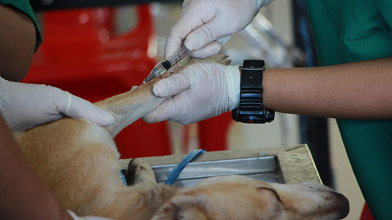 Durante octubre, se realizarán operativos de castración y vacunación antirrábica de perros y gatos en Moreno zoonosis 1