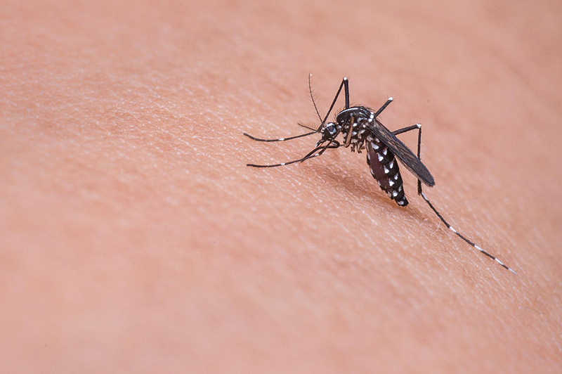 Dengue: Escobar profundiza la prevención ante la llegada de El Niño mikadago mosquito 719613